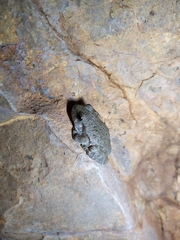Hyla arenicolor