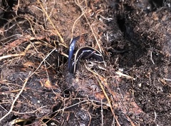 Caenoplana