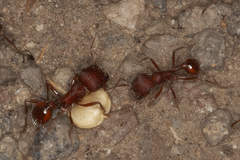 Pogonomyrmex occidentalis