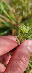 Layia platyglossa