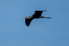 Plegadis chihi