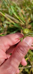 Layia platyglossa