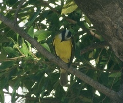 Pitangus sulphuratus