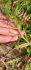 Layia platyglossa
