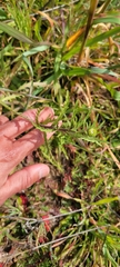 Layia platyglossa