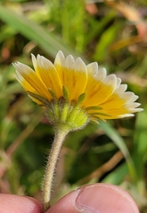 Layia platyglossa