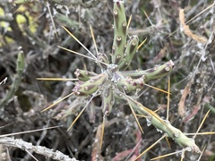 Cylindropuntia leptocaulis