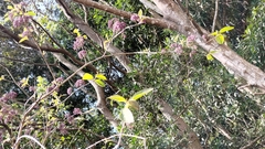 Callicarpa formosana formosana
