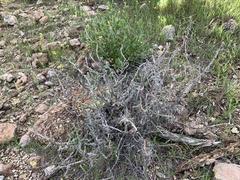 Cylindropuntia leptocaulis