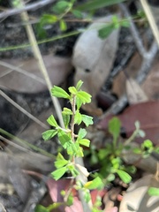 Xanthosia tridentata