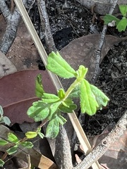Xanthosia tridentata