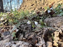 Claytonia virginica