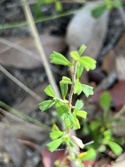 Xanthosia tridentata