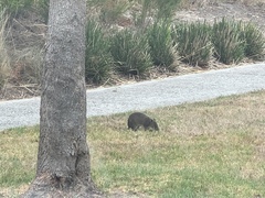 Isoodon obesulus obesulus