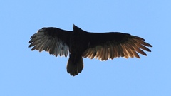 Cathartes aura septentrionalis