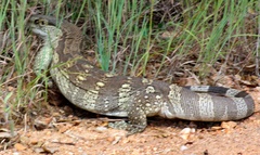 Varanus albigularis albigularis
