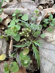 Cardamine concatenata