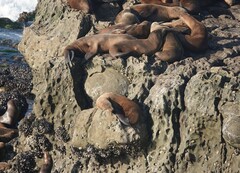 Zalophus californianus