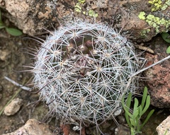 Mammillaria grahamii