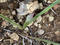Dipterostemon capitatus pauciflorus