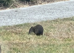 Isoodon obesulus obesulus