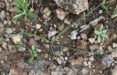 Dipterostemon capitatus pauciflorus