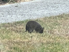 Isoodon obesulus obesulus