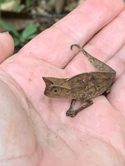 Brookesia superciliaris