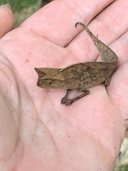 Brookesia superciliaris