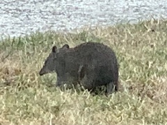 Isoodon obesulus obesulus