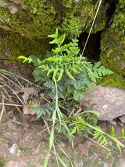 Pentagramma triangularis