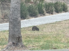 Isoodon obesulus obesulus