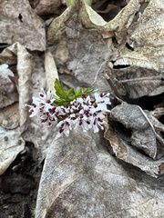 Erigenia bulbosa