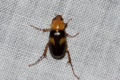 Phyllotocus bimaculatus