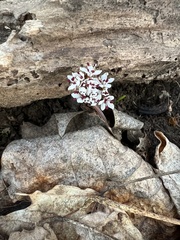 Erigenia bulbosa