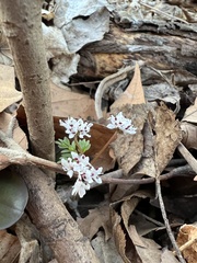 Erigenia bulbosa