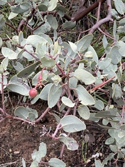 Arctostaphylos glauca