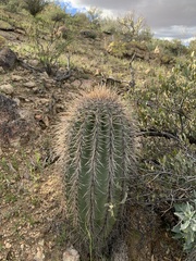 Carnegiea gigantea