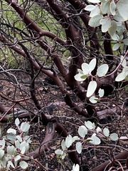 Arctostaphylos glauca