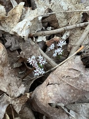 Erigenia bulbosa