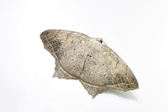 Oxymacaria temeraria