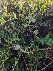 Ancylobothrys capensis