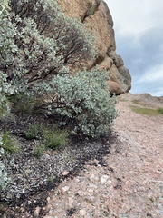 Arctostaphylos glauca