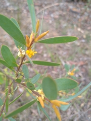 Persoonia lanceolata