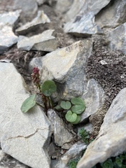 Oxyria digyna