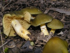 Cortinarius austrovenetus
