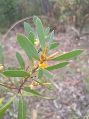 Persoonia lanceolata