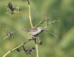Campylorhynchus yucatanicus
