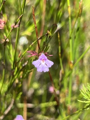 Hemigenia purpurea