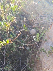 Ancylobothrys capensis